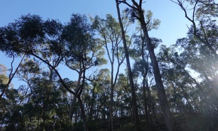 Things to do – Hepburn Reserve Wyuna to Argyle Walk