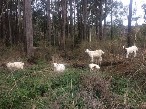 Goat-Led Bushfire Mitigation