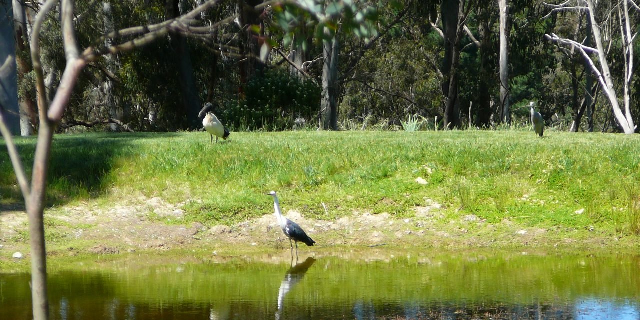 Aussie Backyard Bird Count Results