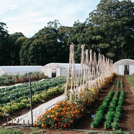 UPDATED: Small-Scale Artisan Agriculture Grants Program