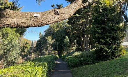 Photo of the Week – Wombat Hill Botanic Gardens