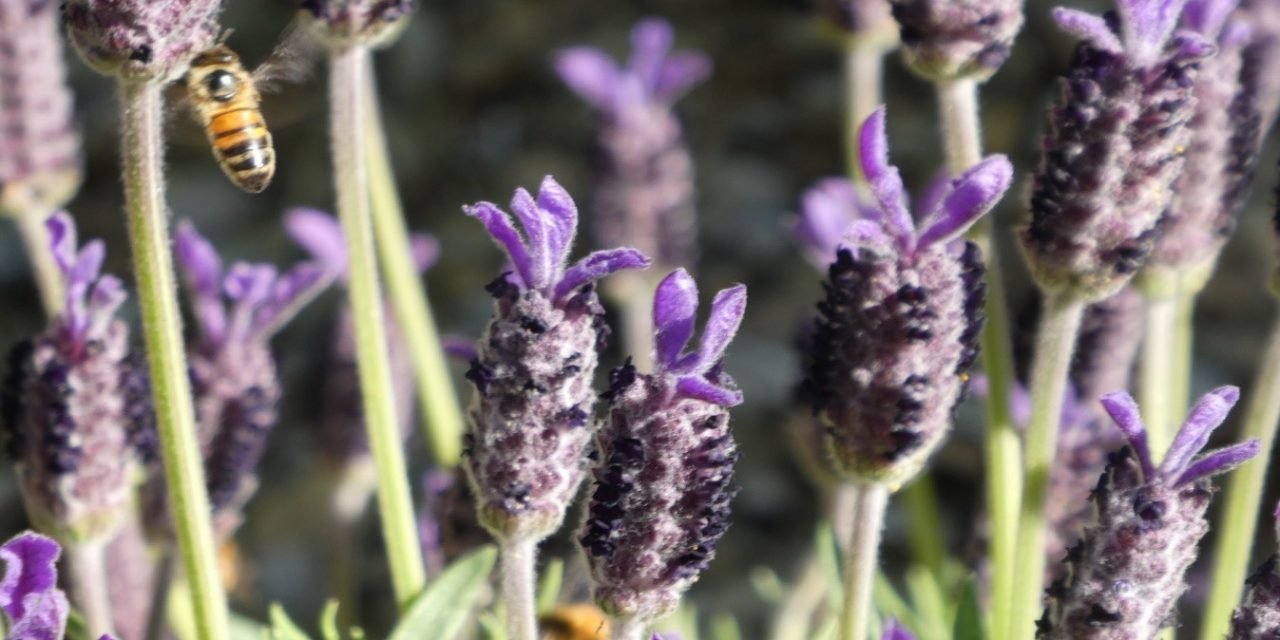October Weather – How Does Your Garden Grow?