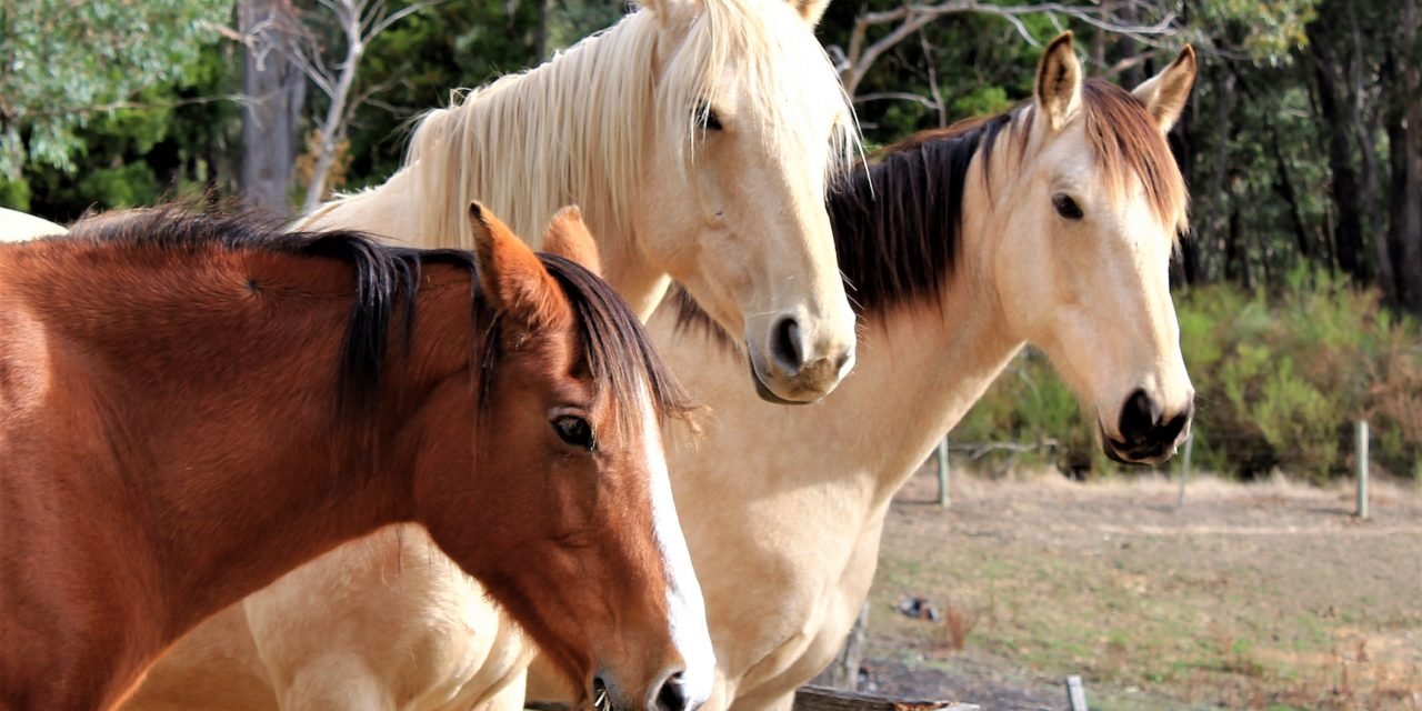 RDA Daylesford Back in the Saddle