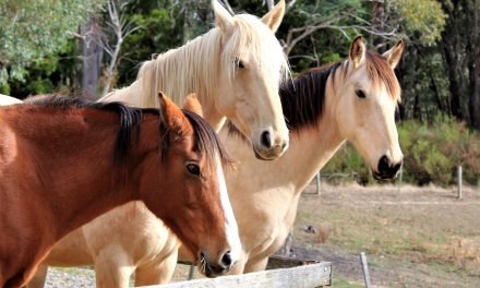 RDA Daylesford Back in the Saddle