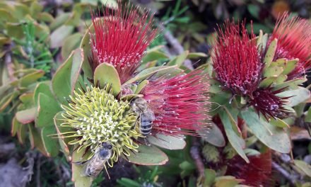Mysterious Death of Bees Solved