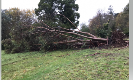 Council Support for Cleanup: Free Green Waste Disposal
