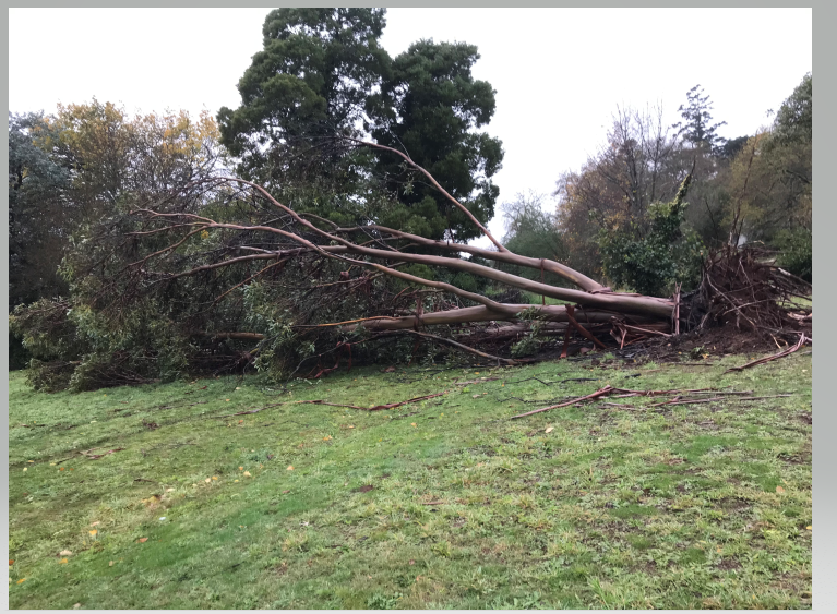 Council Support for Cleanup: Free Green Waste Disposal