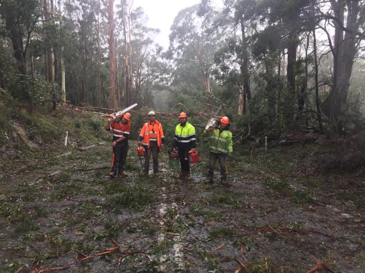 Wild Weather, Trees Down, Power Out
