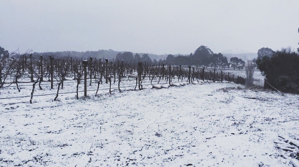 Wombat Forest Vineyard Nominated for Community Achievement Award