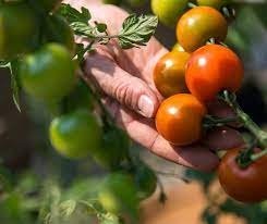 Join the Artisan Agriculture Project Advisory Group