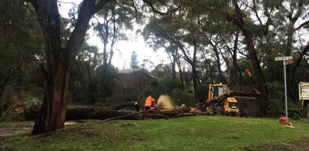 Trees Continue to Fall