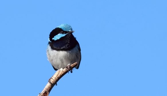 It’s Time to Get Counting Your Backyard Birds!