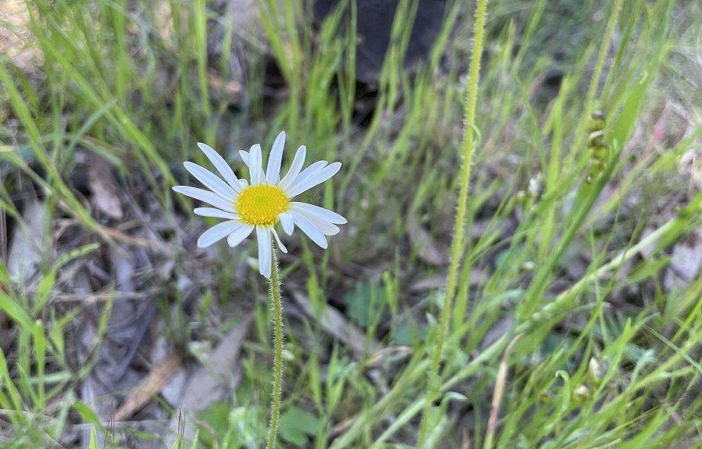 True Spring Has Sprung!