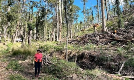 Concern About Logging and Mining in Wombat Forest