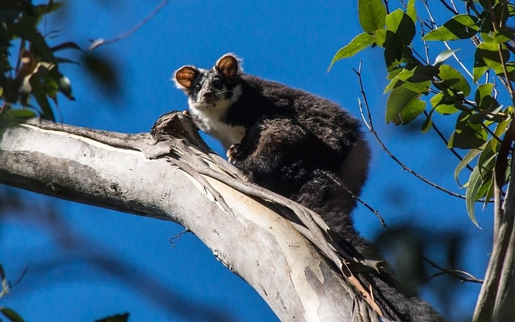 Greater Gliders of the Wombat Forest