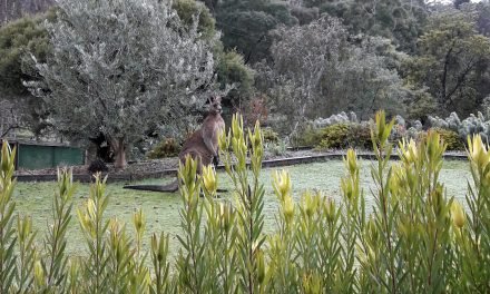 Kangaroo Yoga by Moonlight