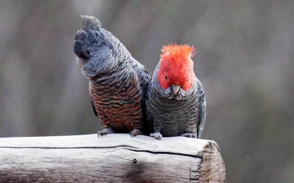 Love is in the Air for our Local Gang-gang Cockatoos!