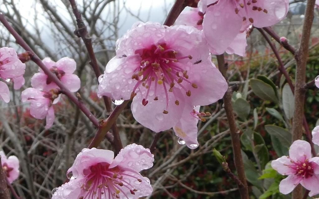 La Nina III is here – Spring Still Trying to Bud