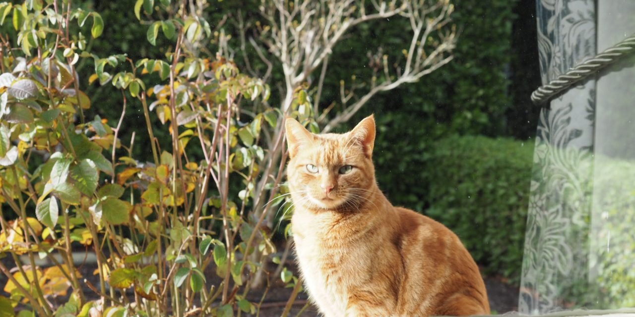 Local Domestic Animal Plan Up for Council Approval