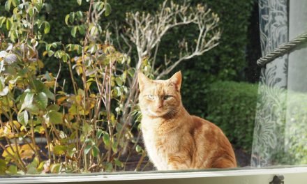 Cat Curfew Introduced from July 1