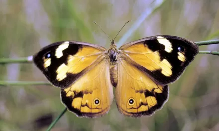 Nature Diary – Common Brown Butterflies