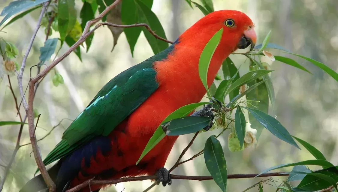 Beautiful King-parrots More Common Locally