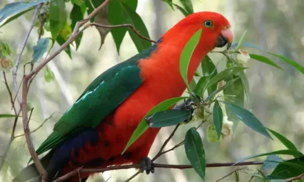 Beautiful King-parrots More Common Locally