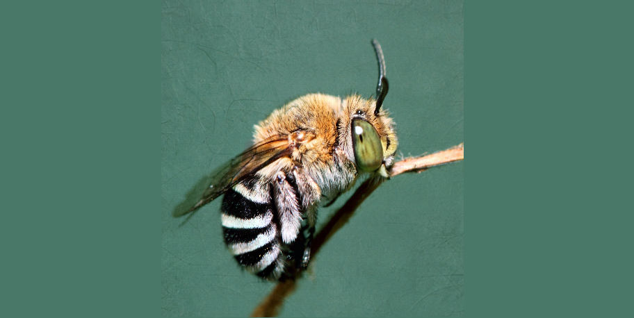 Nature Diary – Blue-Banded Bee