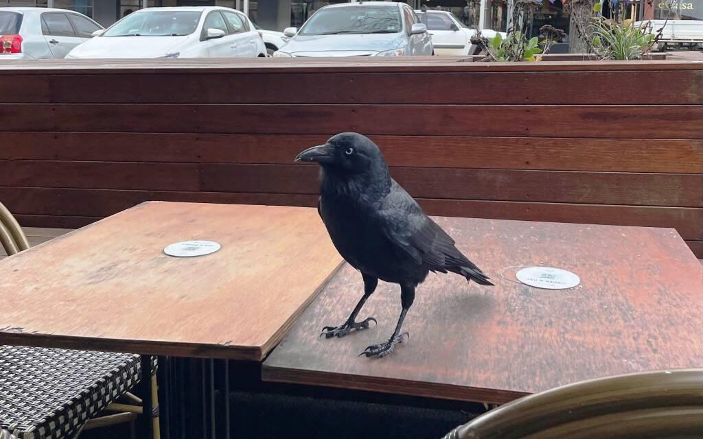 Nature Diary – Our Local “Little Ravens”