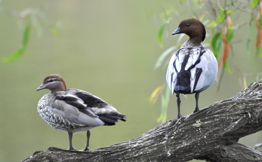 Wood Ducks are Nesting – In the Woods of Course!