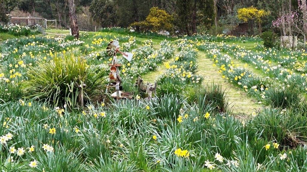 Field of Happiness