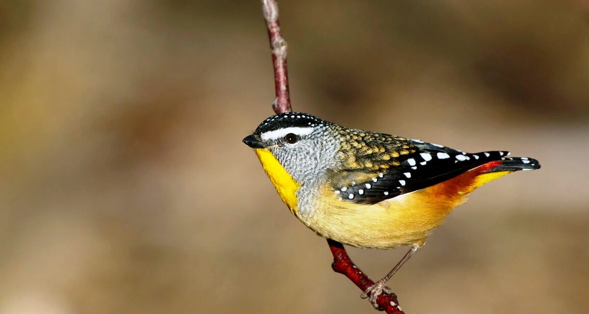 Have You Ever Spotted a Spotted Pardalote?