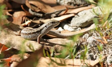 Nature Diary – Meet the Mountain Skink!