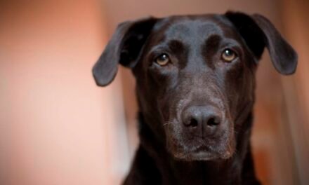 What Will You Do with Your Pets on Fire Risk Days?