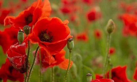 Rememberance Day Services