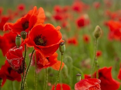 Rememberance Day Services