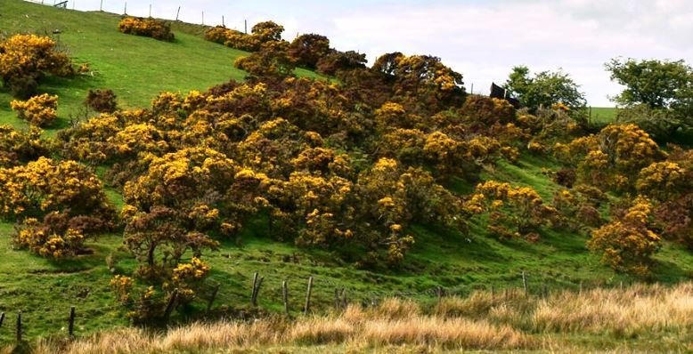 Gorse in the Spotlight at Daylesford Horticultural Society Meeting