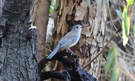 Nature Diary: the Grey Shrike-Thrush