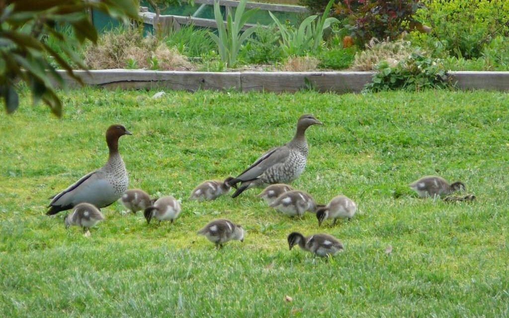 A Surprise for Wood Ducks