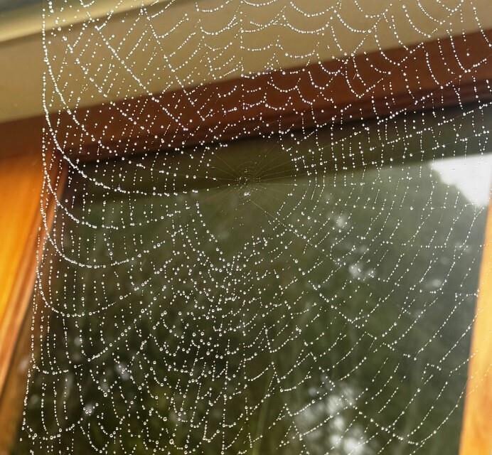 Photo of the Week – Jewels of the Mist