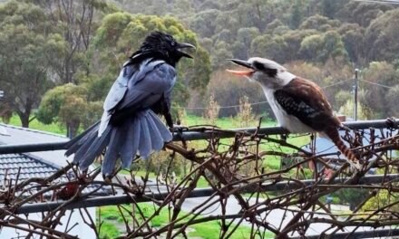 Photo of the Week: Bird Breeding Season