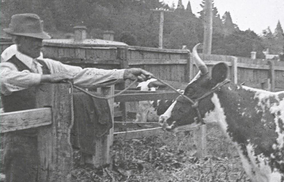 History of the Agricultural Show at the Daylesford Museum