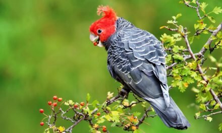 Nature Diary: Autumn Changes in the Gardens and Forests Around You