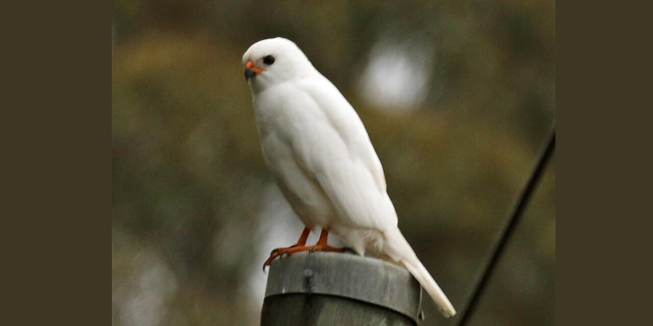 Nature Diary: The (Not So) Grey Goshawk