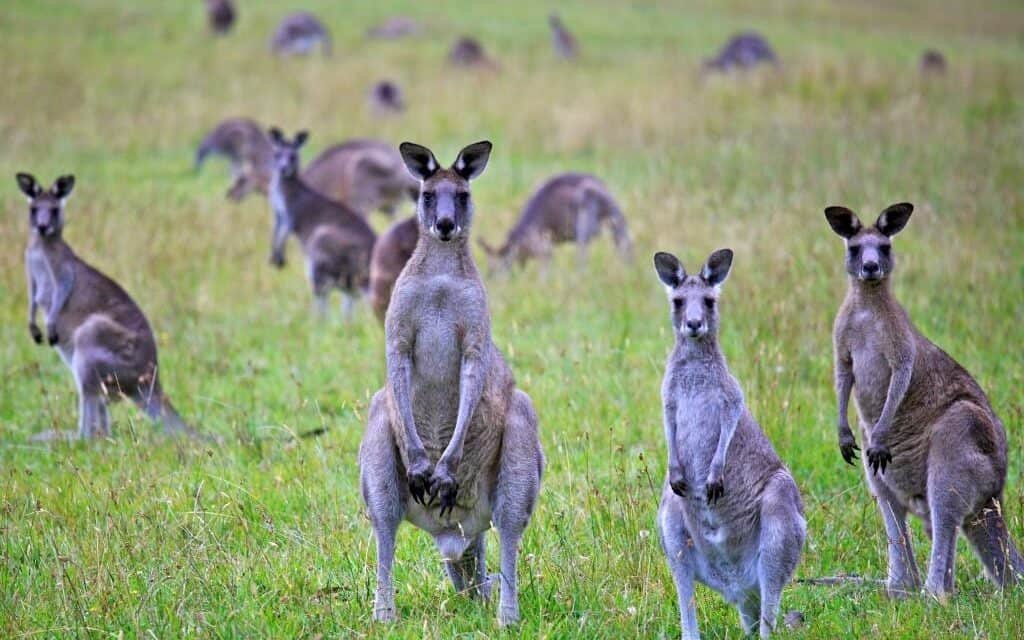 Look Out! Kangaroo!