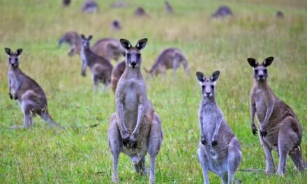 Look Out! Kangaroo!