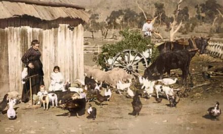 The History Files:  A Tale of Some Chickens