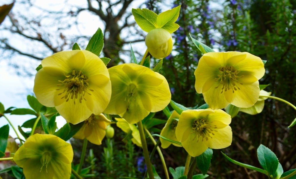 Photo of the Week: Spring Bursts into Bloom in Daylesford