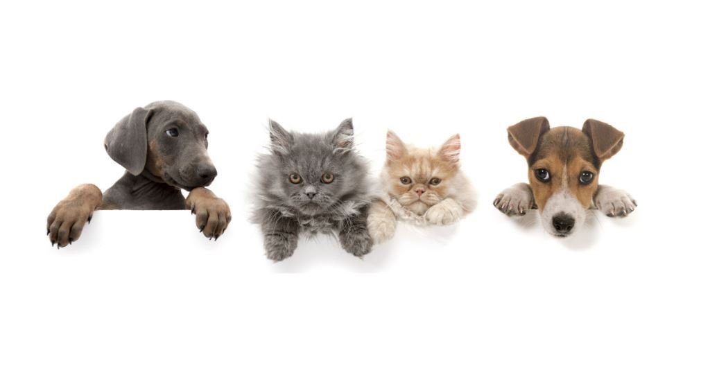 Have Your Say on the Future of Pet Management in Hepburn Shire