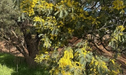 The Golden Bloom: Wattles Around the World